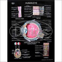 Human Eye Charts