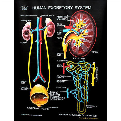 Human Excretory System Charts