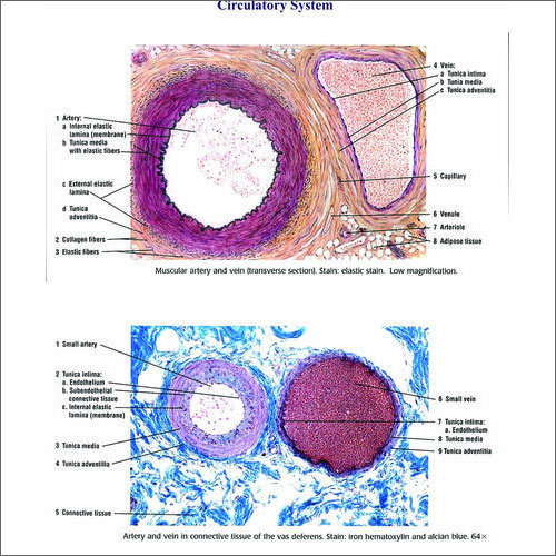 Circulatory System Histological Charts