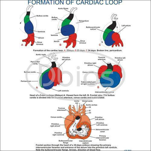 Embryology Charts Formation Of Cardiac Loop