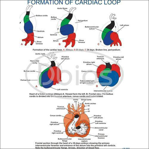 Formation Of Cardiac Loop Embryology Charts