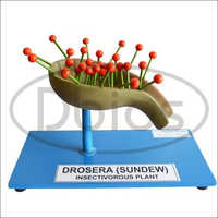Drosera Insectivorous Plant Model