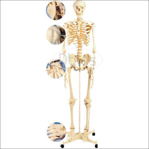 Full Articulated Skeleton Model