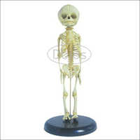 Foetal Skeleton Model