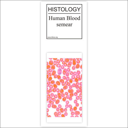 Histology Human Blood Smear Slides