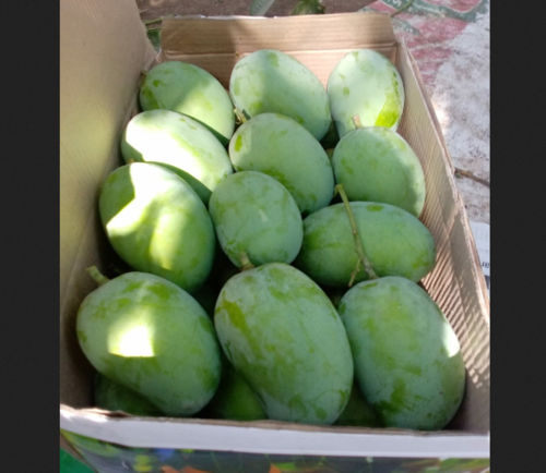 C Grade Kesar Mango In 10 Kg Cartoon40 To 46 Pic - 300 Rs