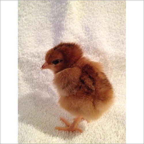 Rhode Island Red Chicks Gender: Both