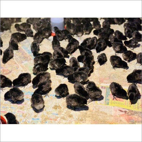 Black Kadaknath Chicks