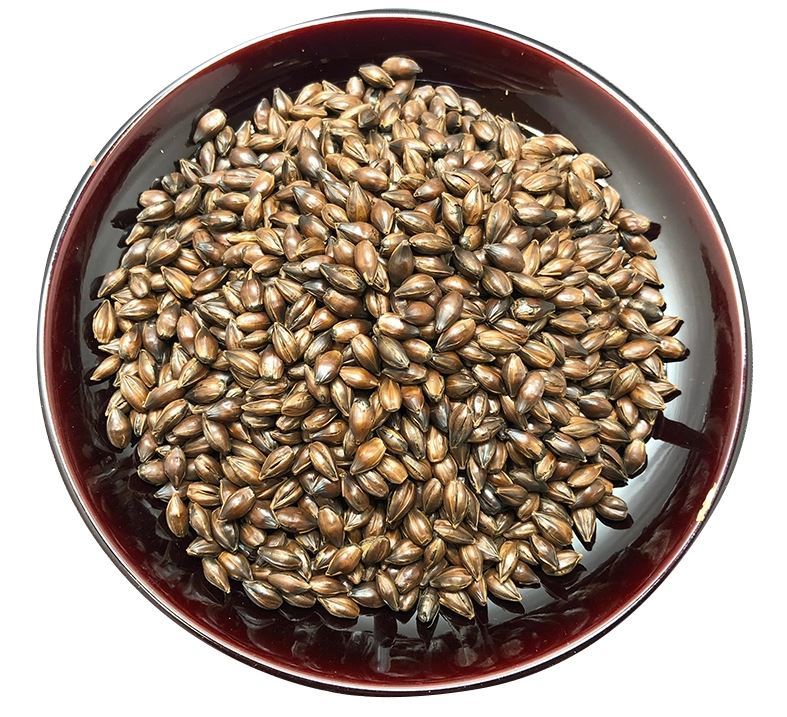 Fresh Roasted Barley Grain for Barley tea