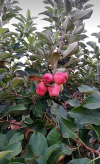 Apple Fruit Plant