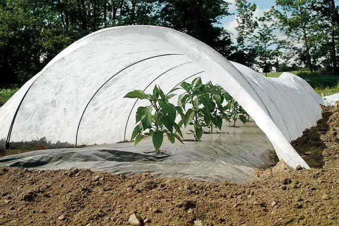 Non Woven Crop Cover