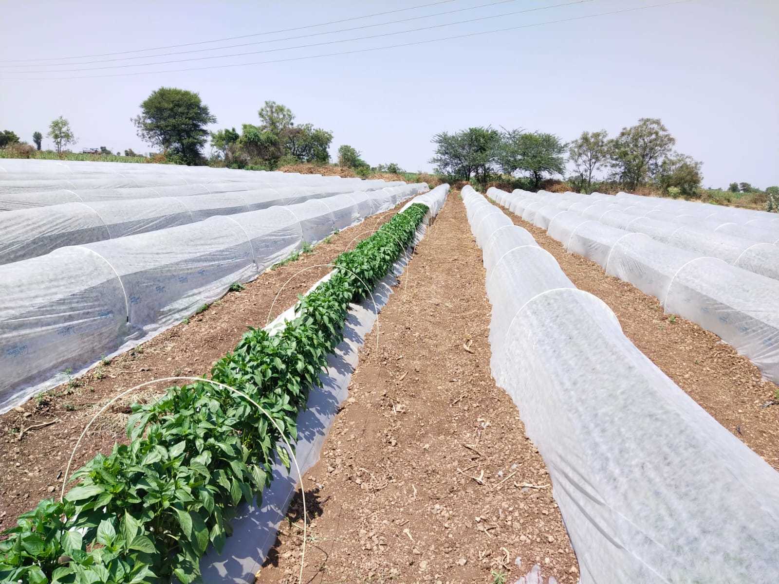 Non Woven Crop Cover