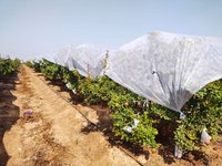 Non Woven Pomegranate Tree Cover