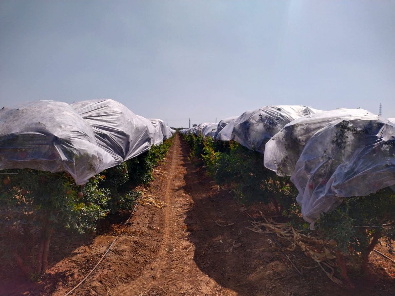 Non Woven Pomegranate Tree Cover