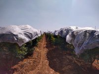 Non Woven Pomegranate Tree Cover