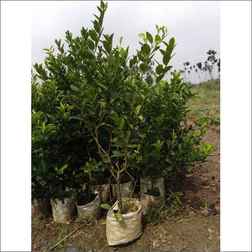 12 month Black pati Kagzi Lemon Plant