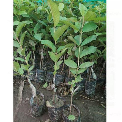 Yellow Well Watered Thai 7 Guava Grafted Plants