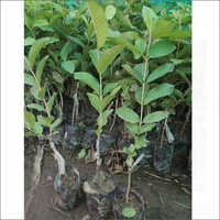 Well Watered Thai 7 Guava Grafted Plants - Organic, Well-drained, Size 1 To 4 Feet, Yellow Color | Low Water Requirement, 800gsm Density