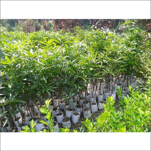 Green Organic Amarpali Mango Plant
