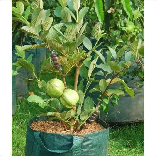 Organic Hybrid Guava Plant