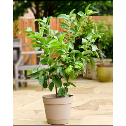 Green Well Watered Red Guava Plant