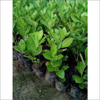 Well Watered Seedless Lemon Tree Plant - Organic, 1-4 Feet Tall, Green | Perfect For Pots, Excellent Juvenility Power, Ideal For Horticulture