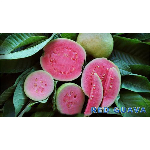Arka Kiran Red Guava Plant