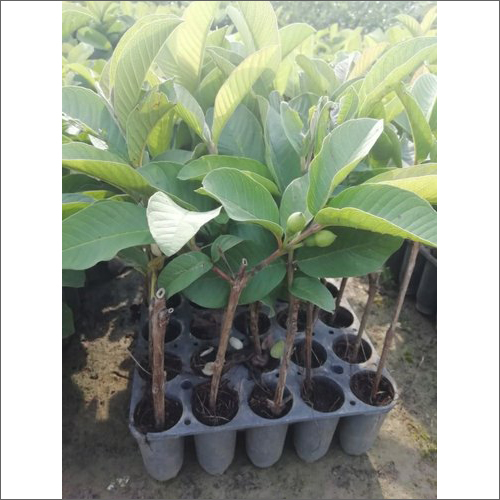 Yellow Allahabadi Guava Plant