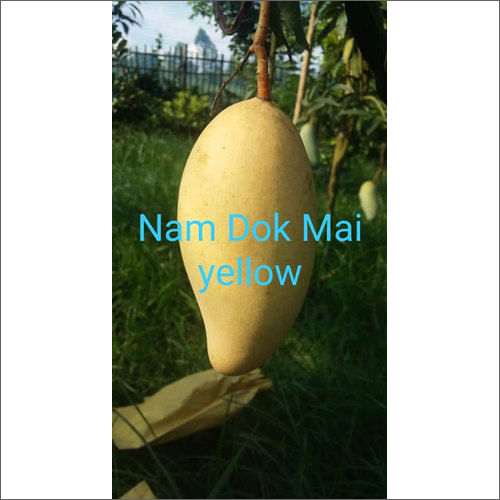 Nam dok mai  Mango plant