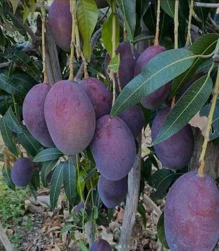 Black Stone Mango Plants