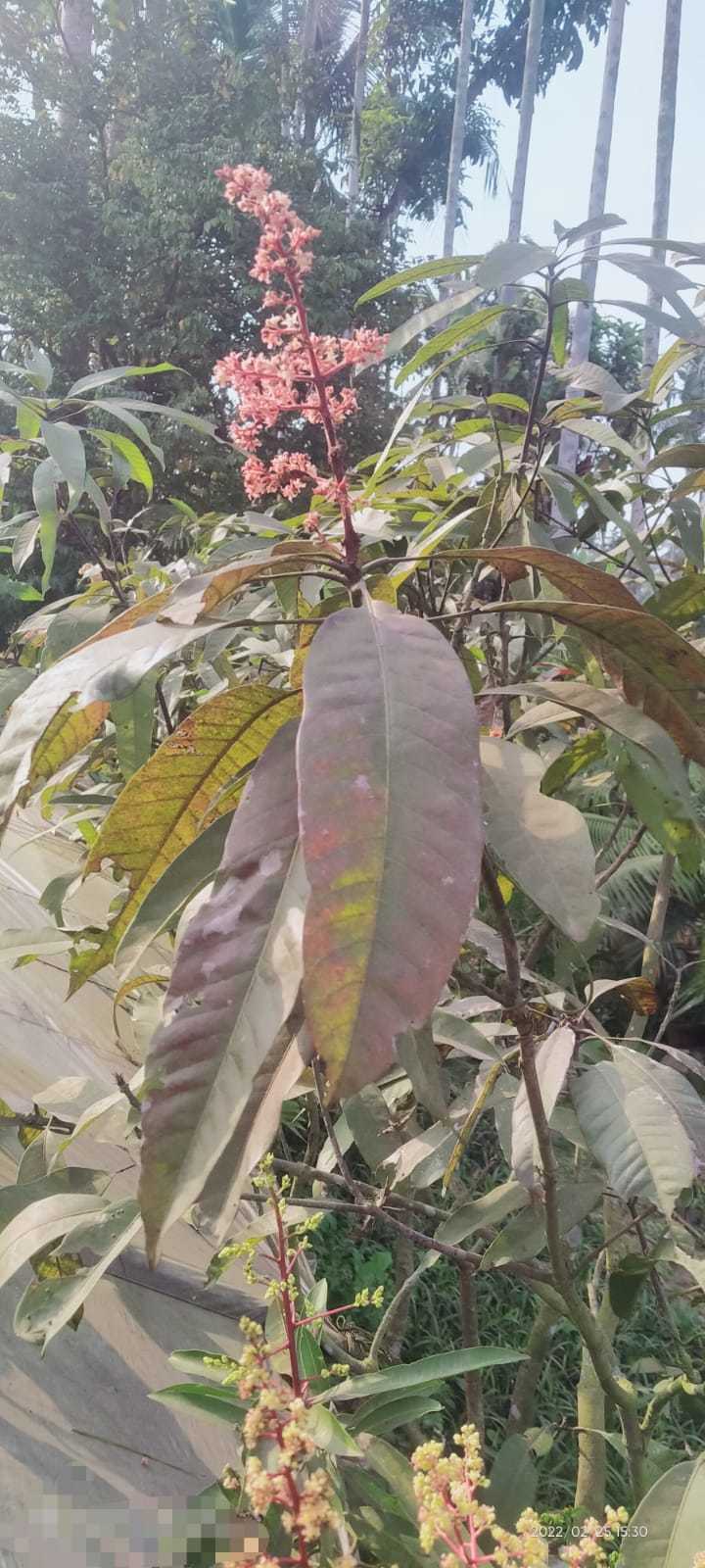 Black Stone Mango Plants