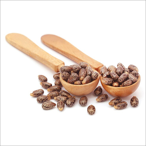 Common Fresh Castor Seeds