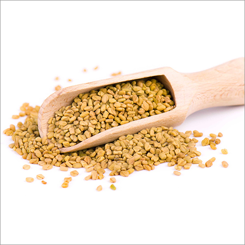 Fresh Fenugreek Seeds