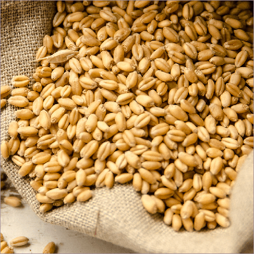 Fresh Wheat Seeds