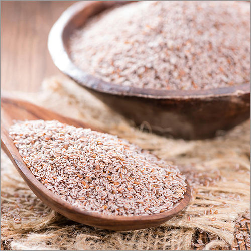 Fresh Psyllium Husk Seeds