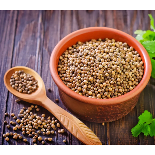 Fresh Coriander Seeds