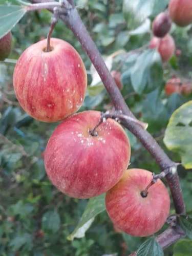 Thai Red Kashmiri Apple Ber Plant