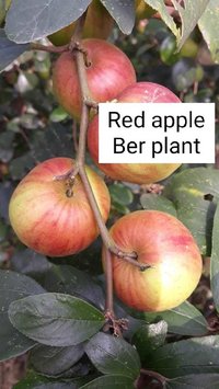 Thai Red Kashmiri Apple Ber Plant