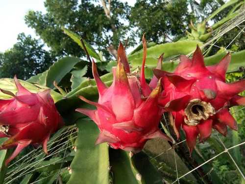 Dragon Fruit Plant