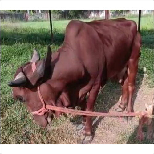 Brown Gir Cow