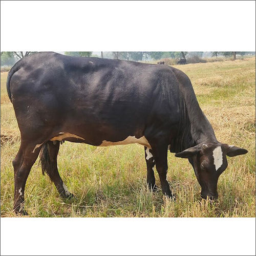 Black Dairy Hf Cow