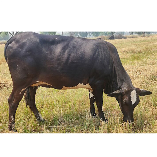 Dairy HF Cow