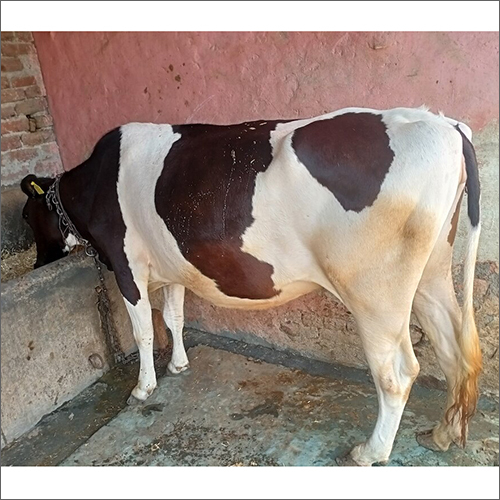 HF Cow