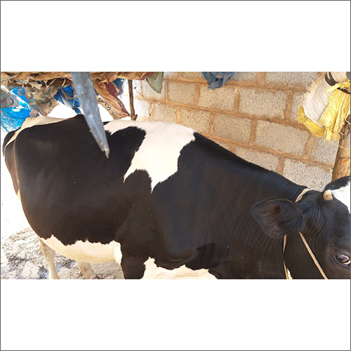 HF Heifer Cow