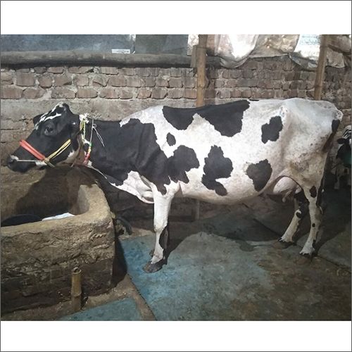 High Yield HF Cow
