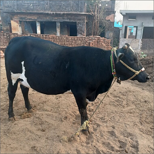 Jersey Heifer Cow