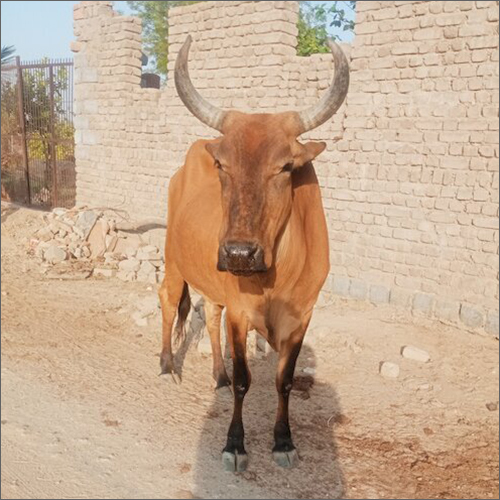 Rathi Cow