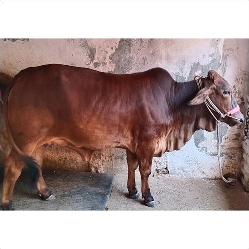 Brown Sahiwal Heifer Cow