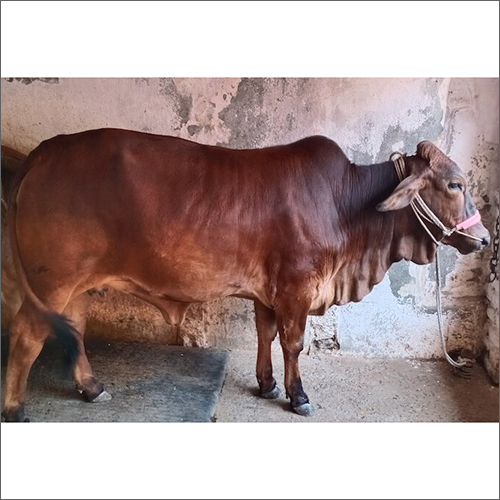 Sahiwal Heifer Cow