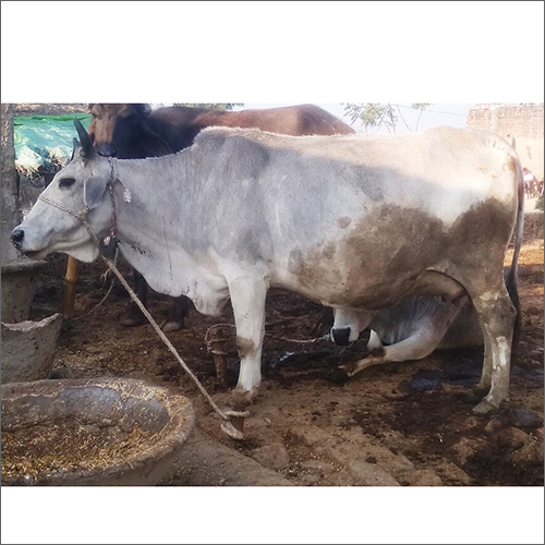 Tharparkar Cow